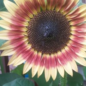 Meet your Posher, Penelope